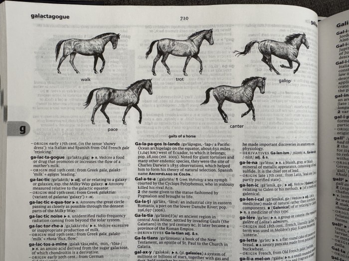 實體版《New Oxford American Dictionary》上關於馬的步伐的幾個單詞（walk, trot, gallop, pace, canter）的圖示